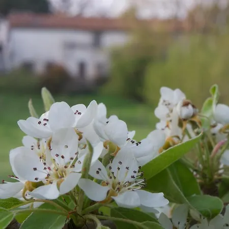 Podere Pinzicalari