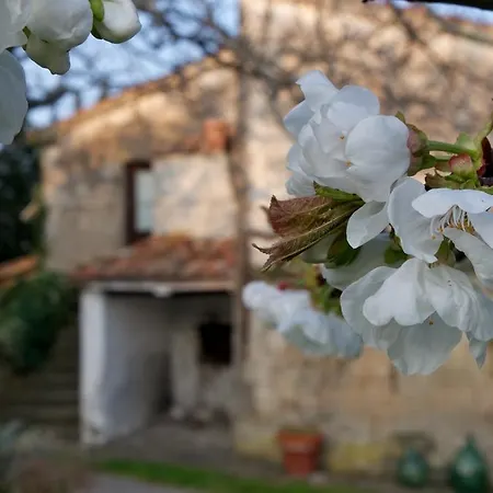 Bed & Breakfast Podere Pinzicalari